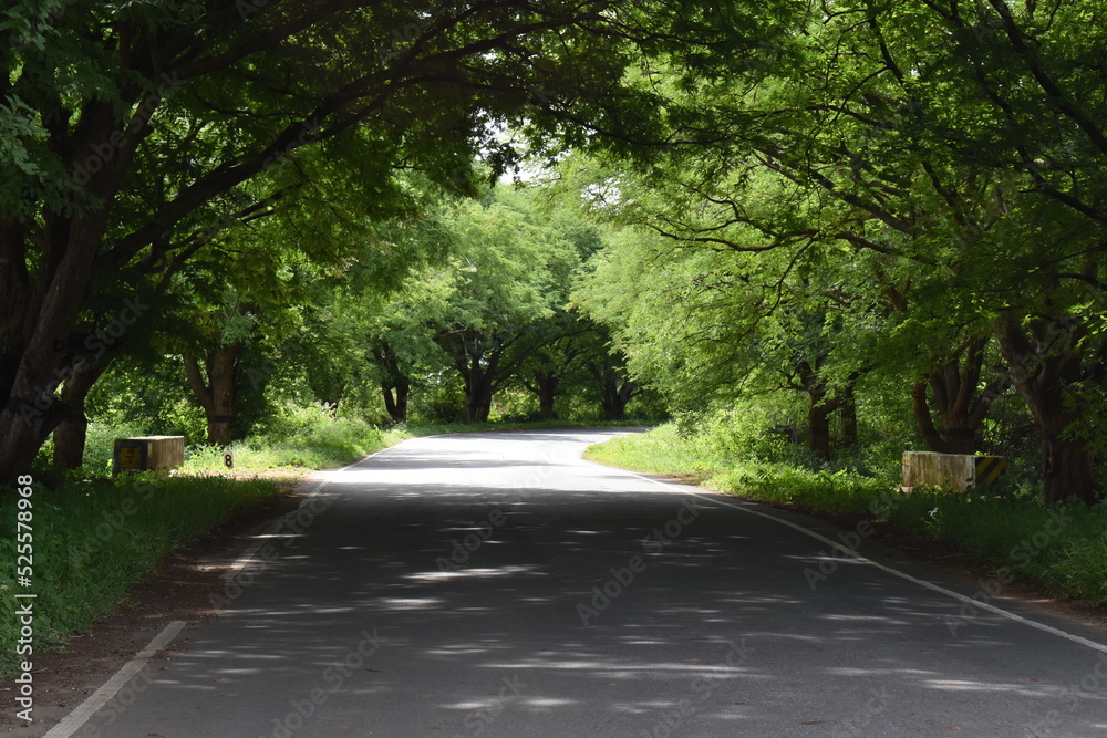 road image captured with both sides green tamarind trees