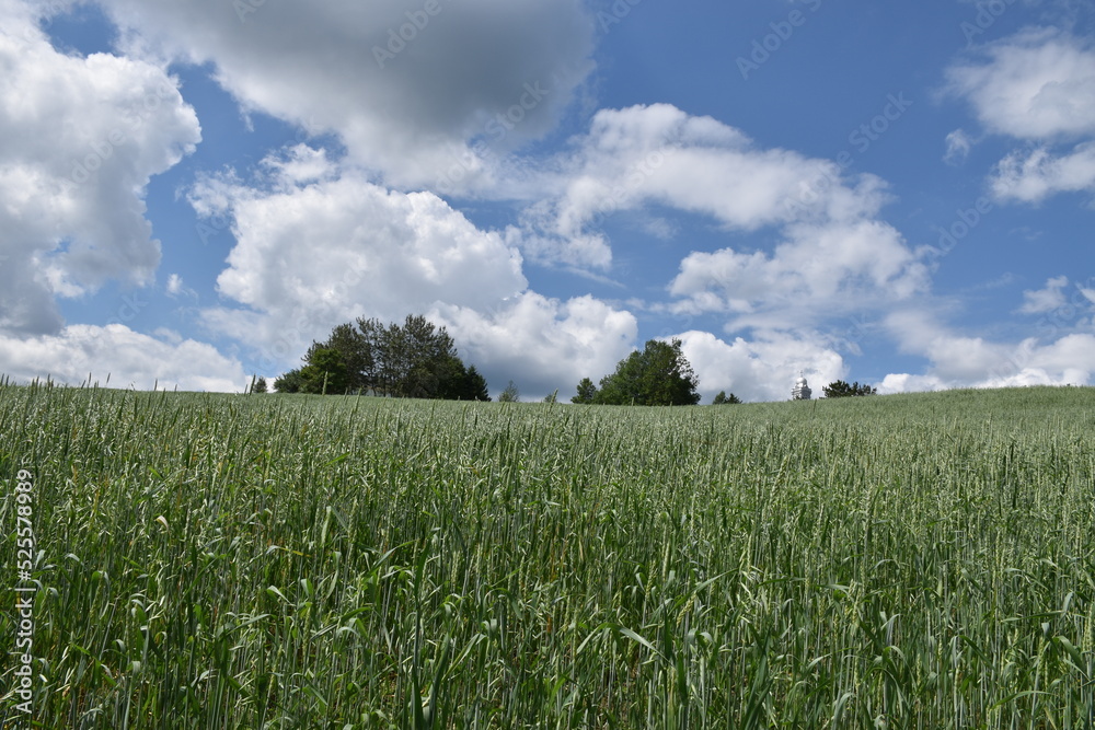 A field of oats under a cloudy sky, Sainte-Apolline, Québec, Canada A field of oats under a cloudy sky, Sainte-Apolline, Québec, Canada
