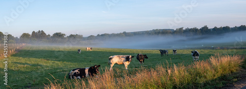 cows in early morning countryside between sankt vith and vielsalm in belgian ardennes photo