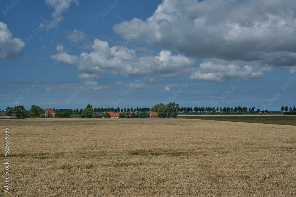 vast field of golden wheat in the Dutch countryside vast field of golden wheat in the Dutch countryside