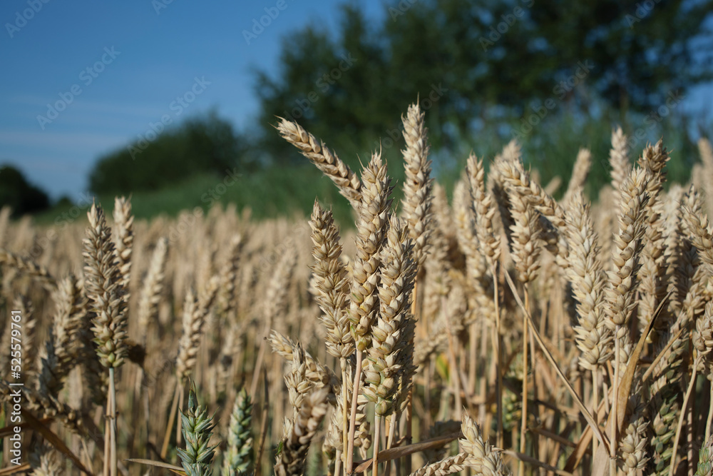 Fototapeta premium Wheat field. Ears of golden wheat close up. Beautiful Nature Sunset Landscape. Rural Scenery under Shining Sunlight. Background of ripening ears of meadow wheat field.