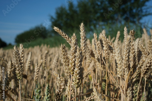 Wheat field. Ears of golden wheat close up. Beautiful Nature Sunset Landscape. Rural Scenery under Shining Sunlight. Background of ripening ears of meadow wheat field.