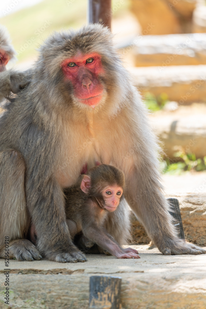 Baby Japanese monkey and mother in Arashiyama, Kyoto. Baby Japanese monkey and mother in Arashiyama, Kyoto.