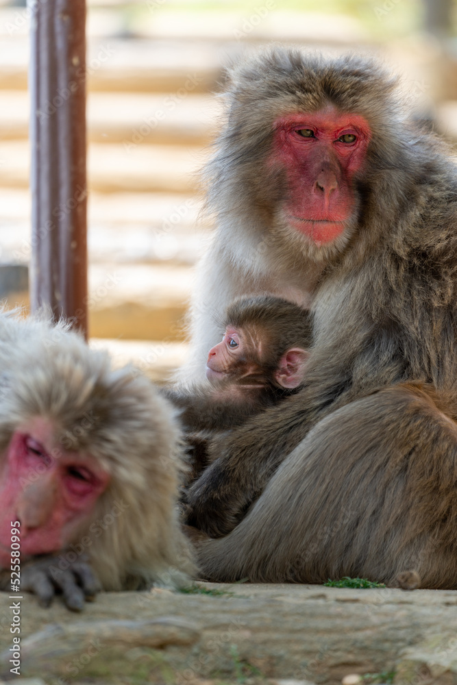 Obraz premium Baby Japanese monkey and mother in Arashiyama, Kyoto.