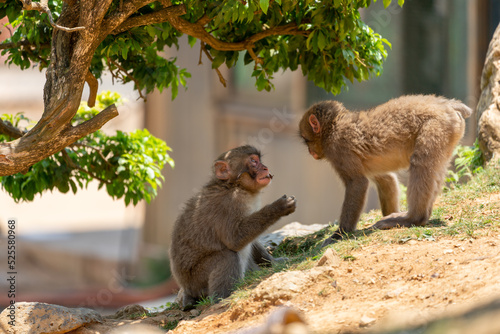 Japanese monkey children fighting in Arashiyama, Kyoto. photo