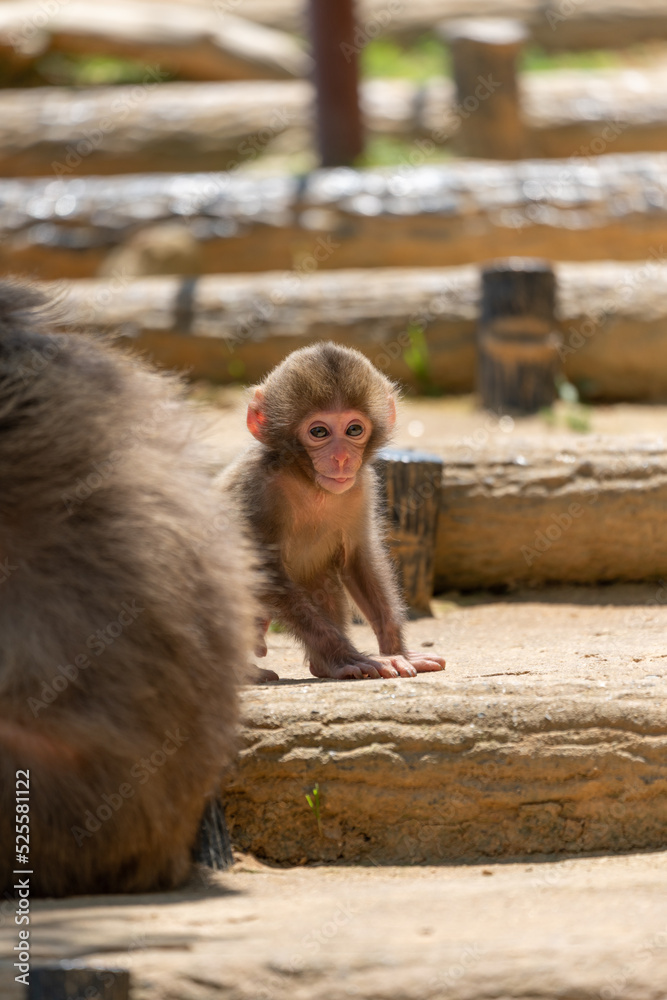Obraz premium Japanese baby macaque in Arashiyama, Kyoto.