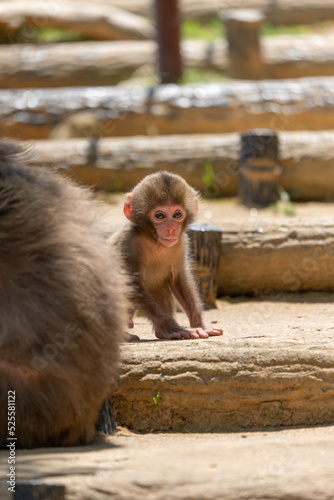 Japanese baby macaque in Arashiyama, Kyoto.