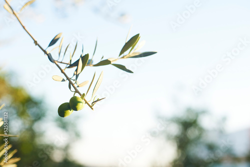 Two olives on a branch