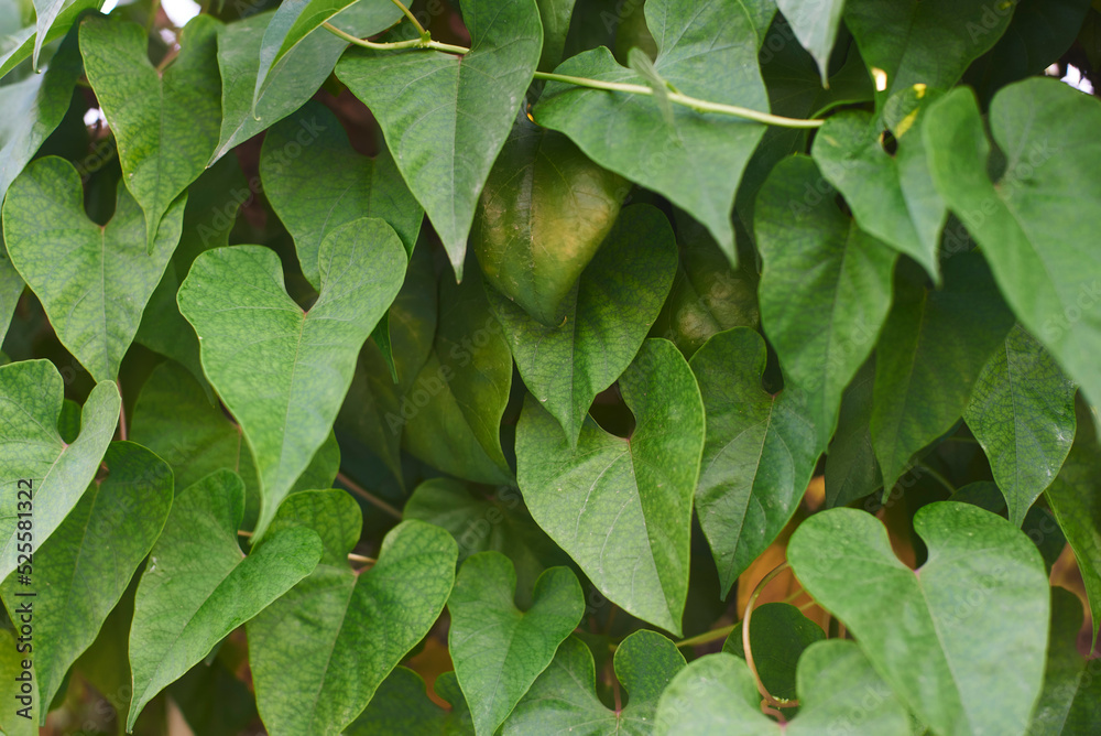 Green leaves background Green leaves background