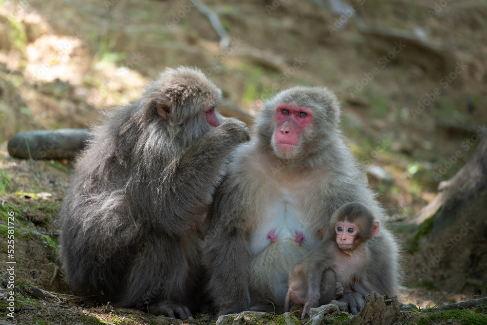 A family of Japanese monkeys in Arashiyama, Kyoto. A family of Japanese monkeys in Arashiyama, Kyoto.