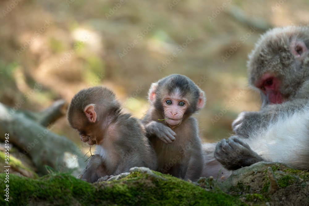 A family of Japanese monkeys in Arashiyama, Kyoto. A family of Japanese monkeys in Arashiyama, Kyoto.