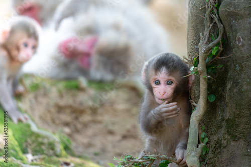 Japanese baby macaque in Arashiyama  Kyoto.