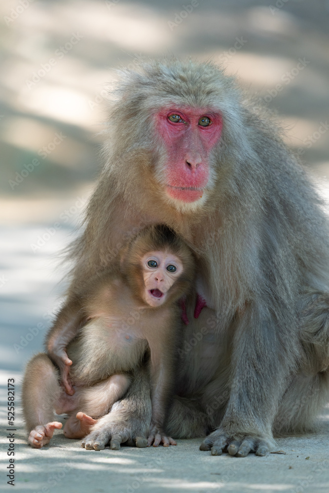 Arashiyama in Kyoto, Japan Japanese macaque monkeys parent and child Arashiyama in Kyoto, Japan Japanese macaque monkeys parent and child