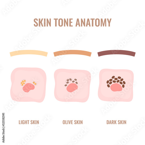 Melanosome cells and skin pigmentation mechanism. Melanin pigment content and distribution diagram in different ethnic skin types. Vector illustration.