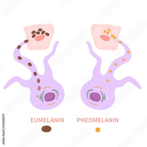 Melanocyte cell biology and skin tone pigmentation diagram. Melanin pigment production. Eumelanin and pheomelanin distribution process. Melanosome transfer to keratinocytes scheme. Vector illustration