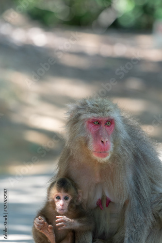 Arashiyama in Kyoto, Japan Japanese macaque monkeys parent and child © exs
