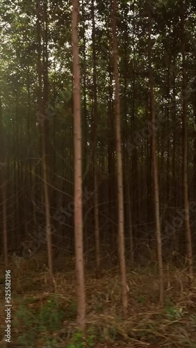 Filme aéreo, de floresta de reflorestamento, com eucaliptus voltado para a fabricação de papel e celulose, em Limeira, São Paulo, Brasil photo