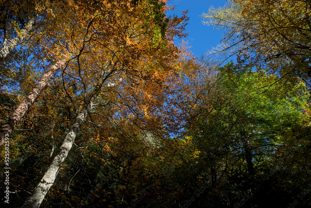 Autumn forest, undergrowth with green, yellow and golden foliage in Auvergne