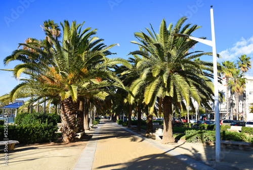Walking path with palm trees in the city park. Alley with palm trees and paws for relaxing in the city park. © MaxSafaniuk