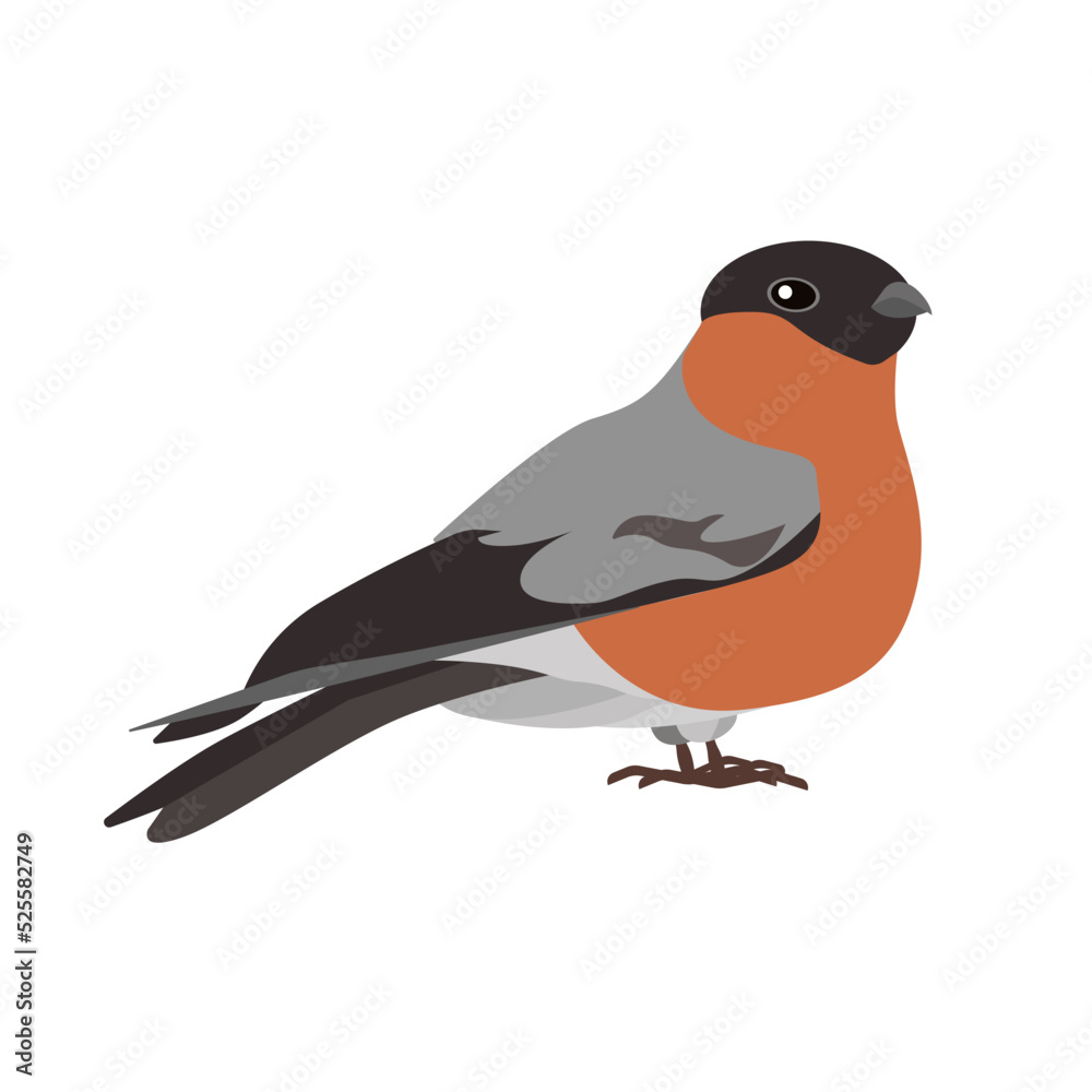 Obraz premium An attractive bullfinch bird isolated on a white background.Vector illustration of a winter bird can be used in textiles, postcards.