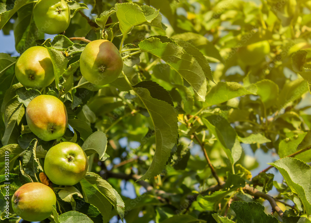 Fresh natural green apples on a tree branch in sunlight, selective focus. Closeup of green apples on a branch in an orchard