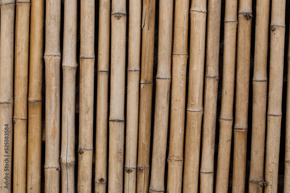 Fototapeta premium Bamboo wall, Bamboo fence background.