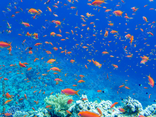 Lots of colorful fish on the Red Sea coral reef, Hurghada, Egypt