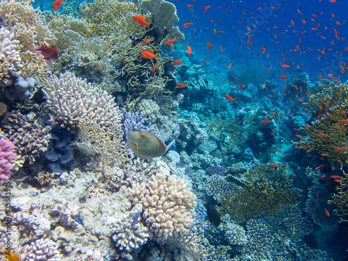 Fototapeta Naklejka Na Ścianę i Meble -  Lots of colorful fish on the Red Sea coral reef, Hurghada, Egypt