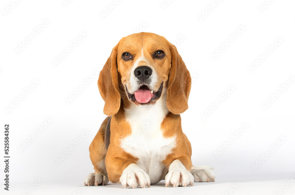 dog smiling on white background