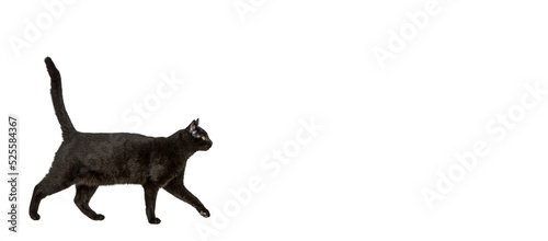 Obraz na płótnie Black cat walking isolated on a transparent background