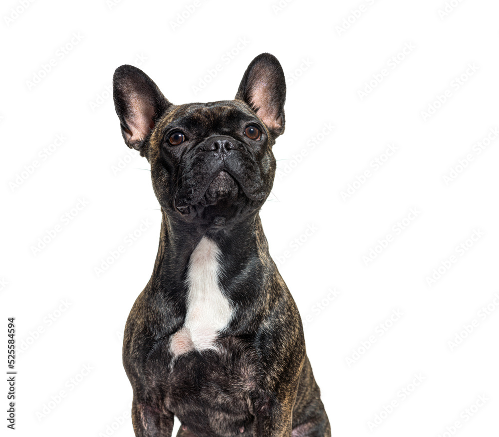 portrait headshot of a dark brindle french bulldog looking up proudly