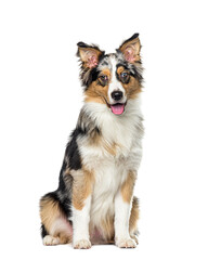 Sitting and panting Bleu merle border collie