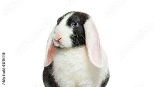 Headshot of a Black and white lop rabbit blue eyed