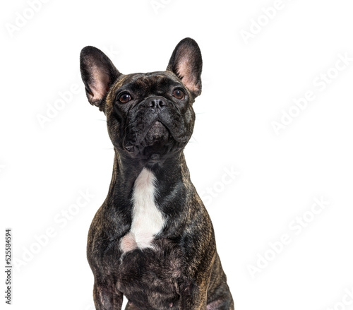 portrait headshot of a dark brindle french bulldog looking up proudly © Eric Isselée