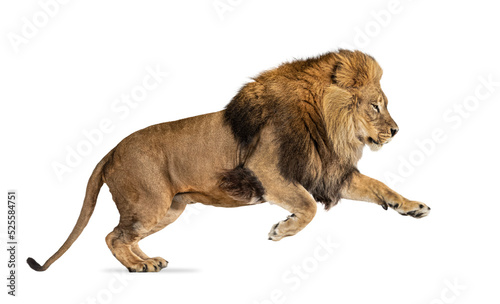 Fotografia, Obraz Side view of a Male adult lion leaping