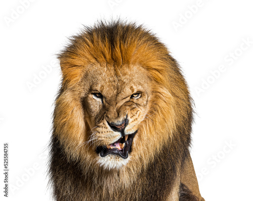 Lion pulling a face  looking at the camera and showing its teeth