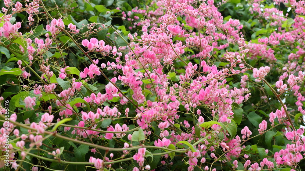 Glorious Antigonon leptopus, Mexican creeper, coral vine in garden Glorious Antigonon leptopus, Mexican creeper, coral vine in garden