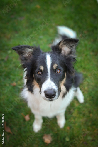 Autumn face of tricolor border collie He is so cute in the leaves. He has so lovely face. © doda