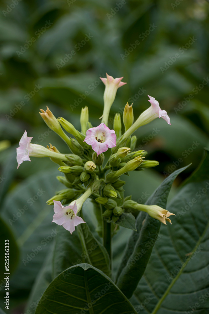 Common tobacco (Nicotiana tabacum). Inflorescence of tobacco flowers. Common tobacco (Nicotiana tabacum). Inflorescence of tobacco flowers.