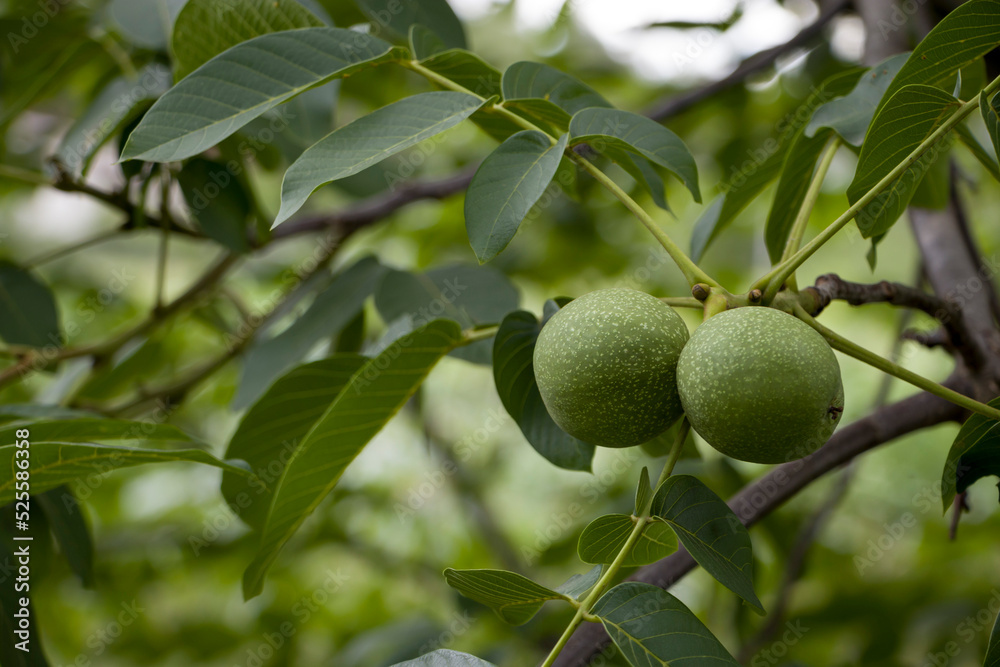 Walnut. Green fruits of a walnut. Ripening walnut fruit. Harvesting.