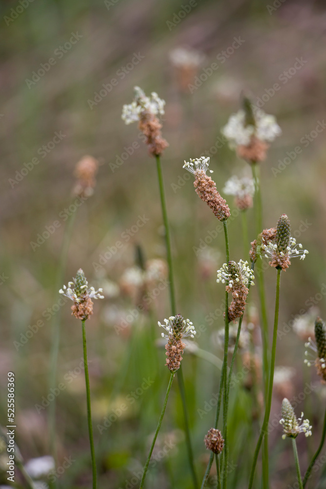 Plantain lanceolate . Plantain lanceolate flowers in their natural habitat. Plantain lanceolate . Plantain lanceolate flowers in their natural habitat.