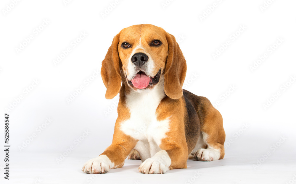 dog breed beagle lies on a white background