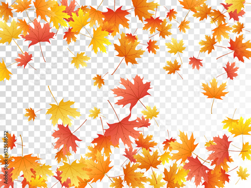 Maple leaves vector illustration  autumn foliage on transparent background.