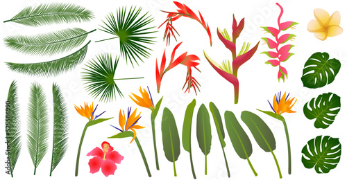 Strelitzia, hibiscus, billbergia, frangipani, heliconia tropical flowers, monstera, palm eaves.