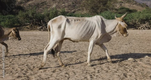 Climate change.drought.water crisis.Close-up.Emaciated thin cow and her calf walking along a dusty,dry river bed to water points due to persistent drought. Kenya photo