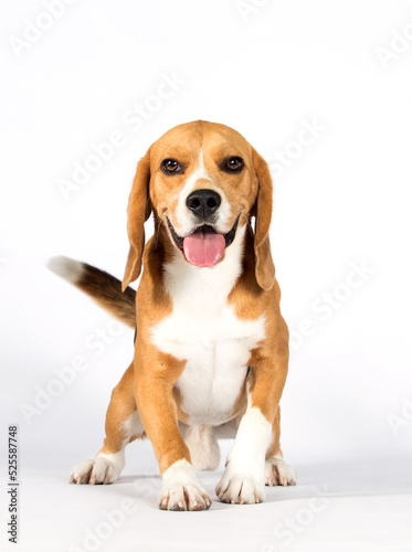 dog breed beagle stands on a white background