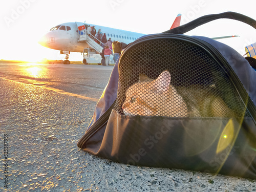 Cat in carrying case at airplane in sunrise. Сat carrier at airport. Pet sitting in pet carrier. Travelling with pet. Red kitten in travel bag boarding in plane.