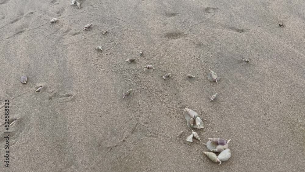 Pflugschnecken fressen tote Quallen, die am Plettenberg Bay Strand Indischer Ozean Südafrika angeschwemmt sind Pflugschnecken fressen tote Quallen, die am Plettenberg Bay Strand Indischer Ozean Südafrika angeschwemmt sind
