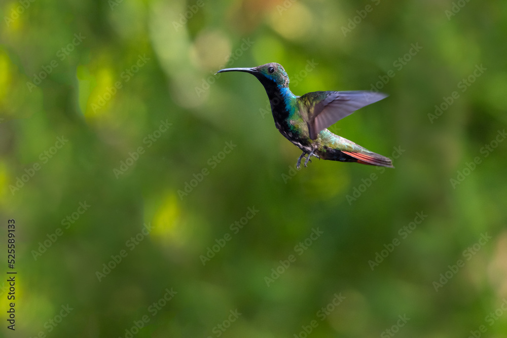 Tropical Black-throated Mango hummingbird hovering in the rainforest with a green background. Tropical Black-throated Mango hummingbird hovering in the rainforest with a green background.