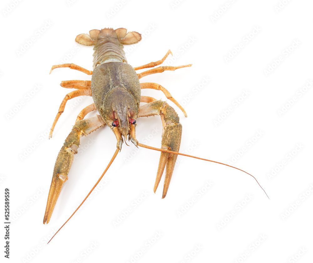 Adult green crayfish.